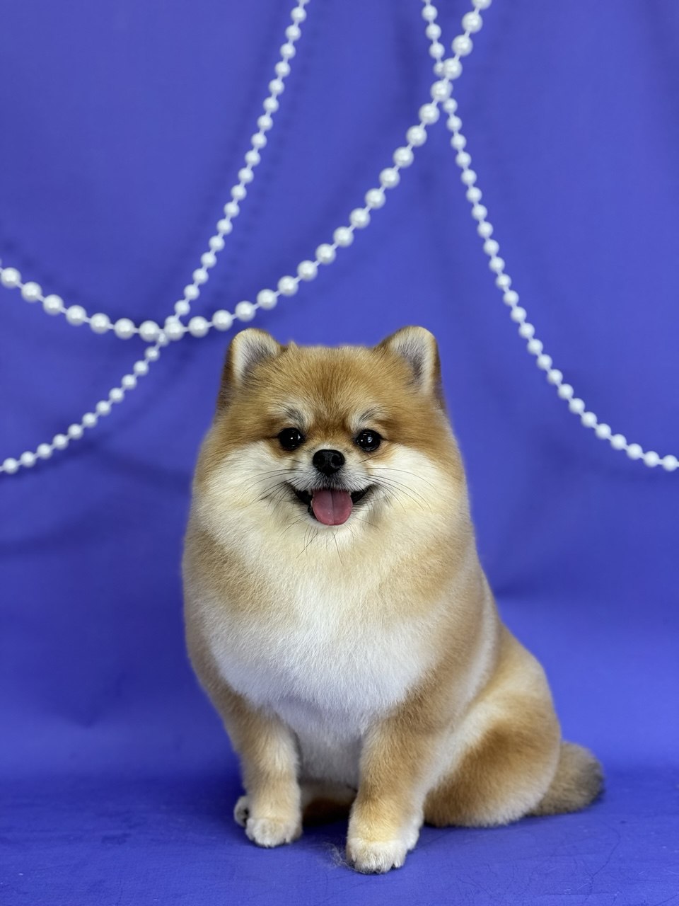 a pomeranian